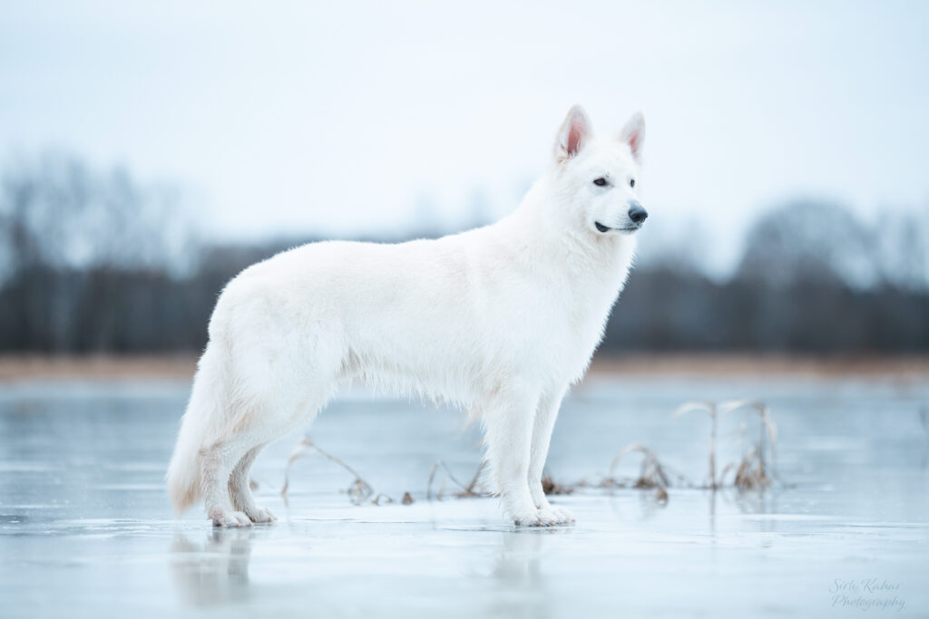 Nyx-On Biale Wilky Z Wilkowa