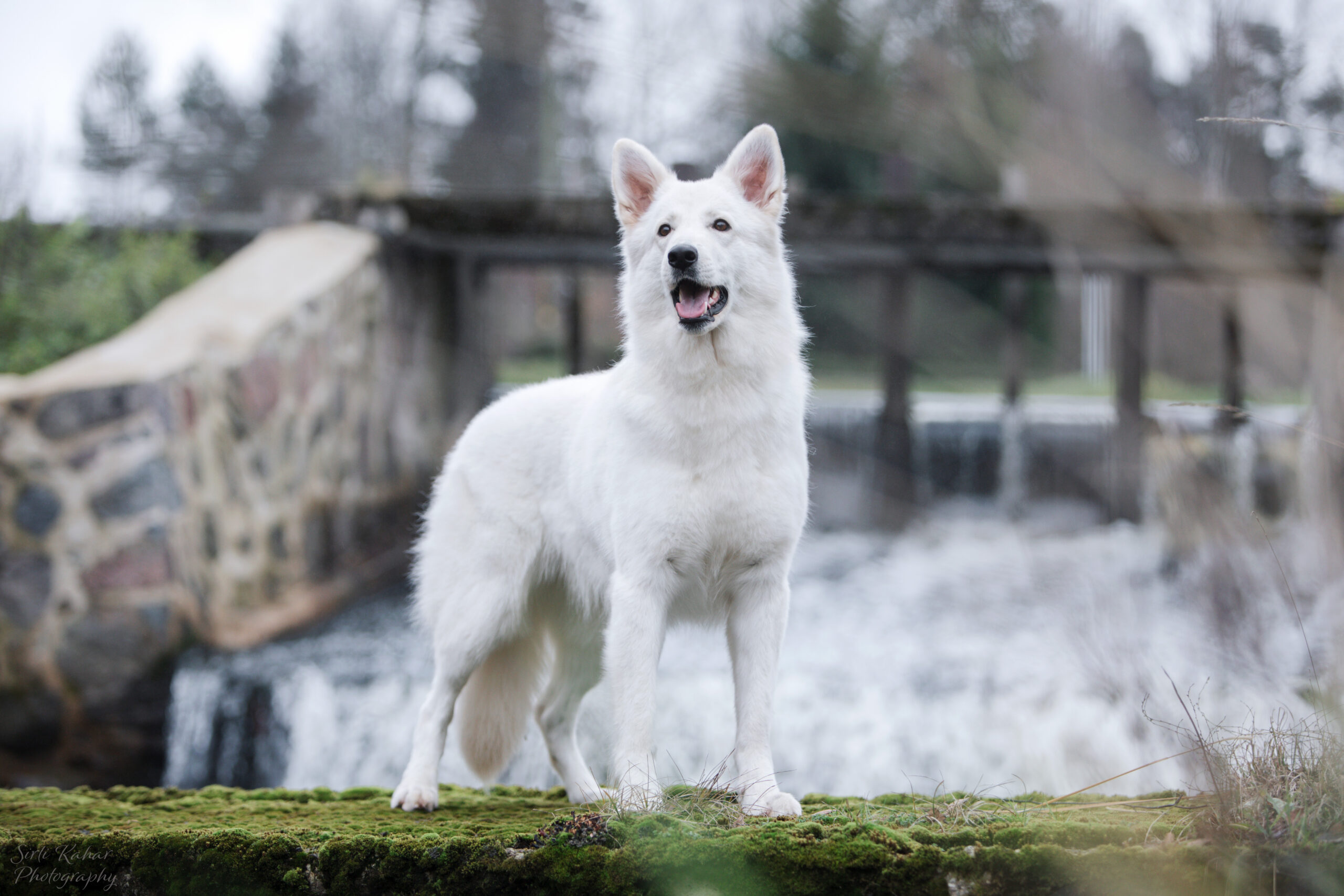 Estrellest White Fantasy Flammy