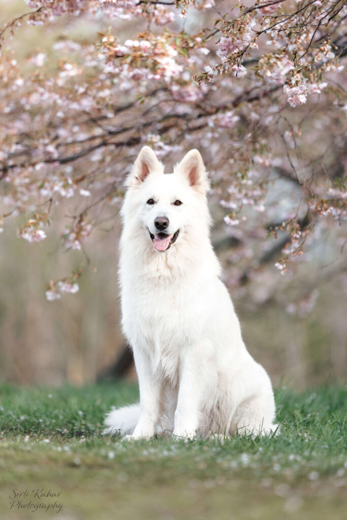 Nyx-On Biale Wilki Z Wilkowa 4n1a9734 scaled.jpg