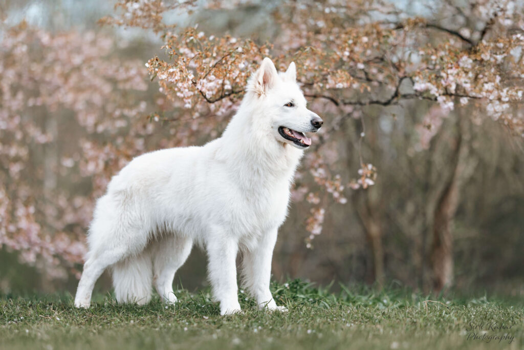 Nyx-On Biale Wilki Z Wilkowa 4n1a9852 scaled.jpg