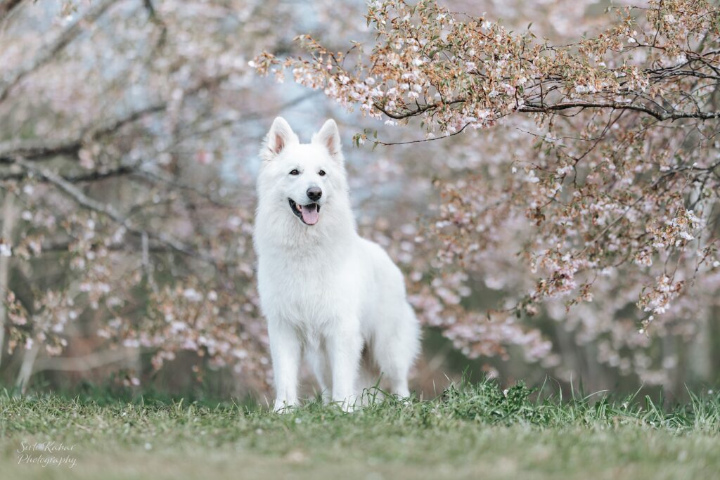 Nyx-On Biale Wilky Z Wilkowa