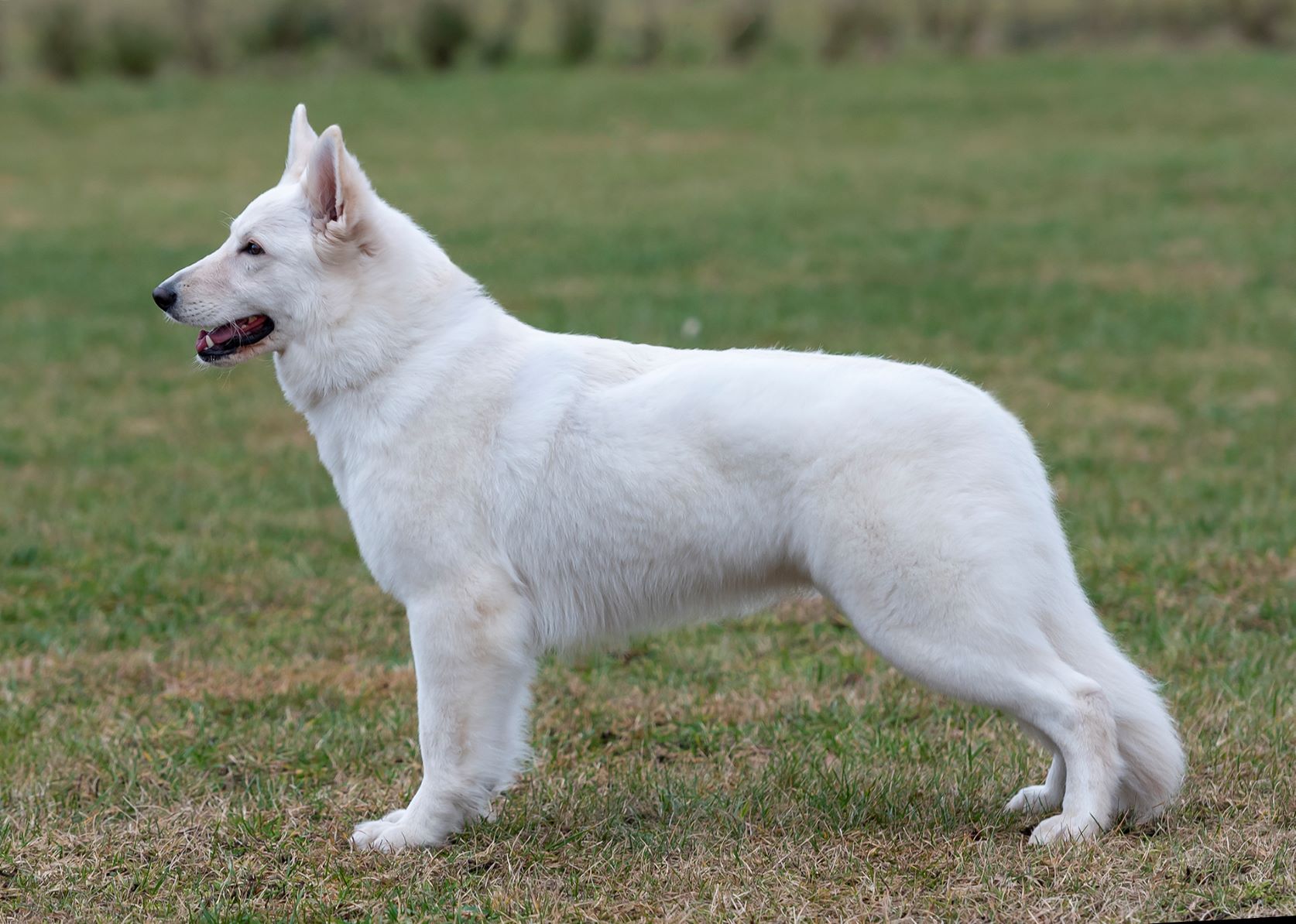 Estrellest So Lucky Sisera