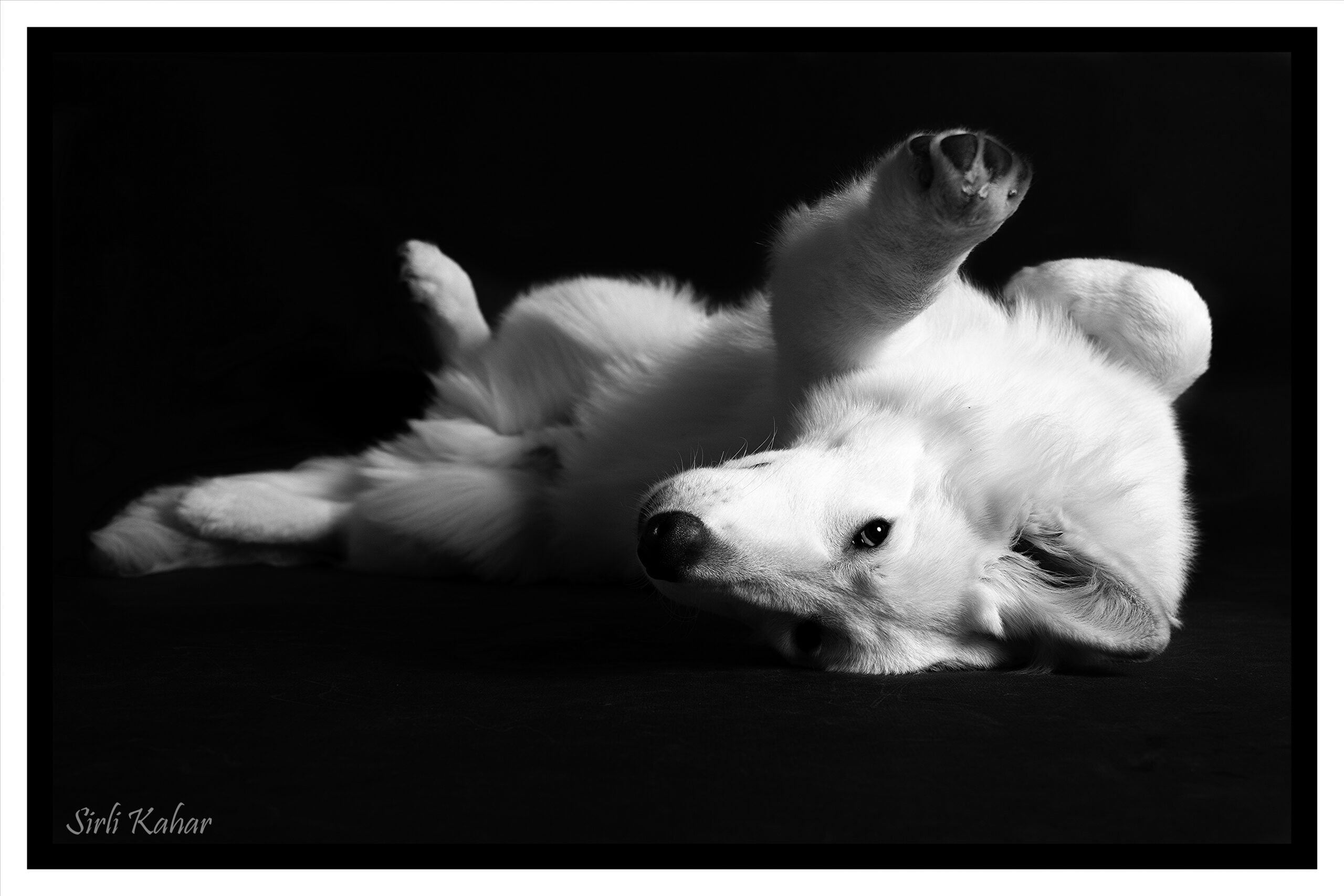 Nyx-On Biale Wilky Z Wilkowa