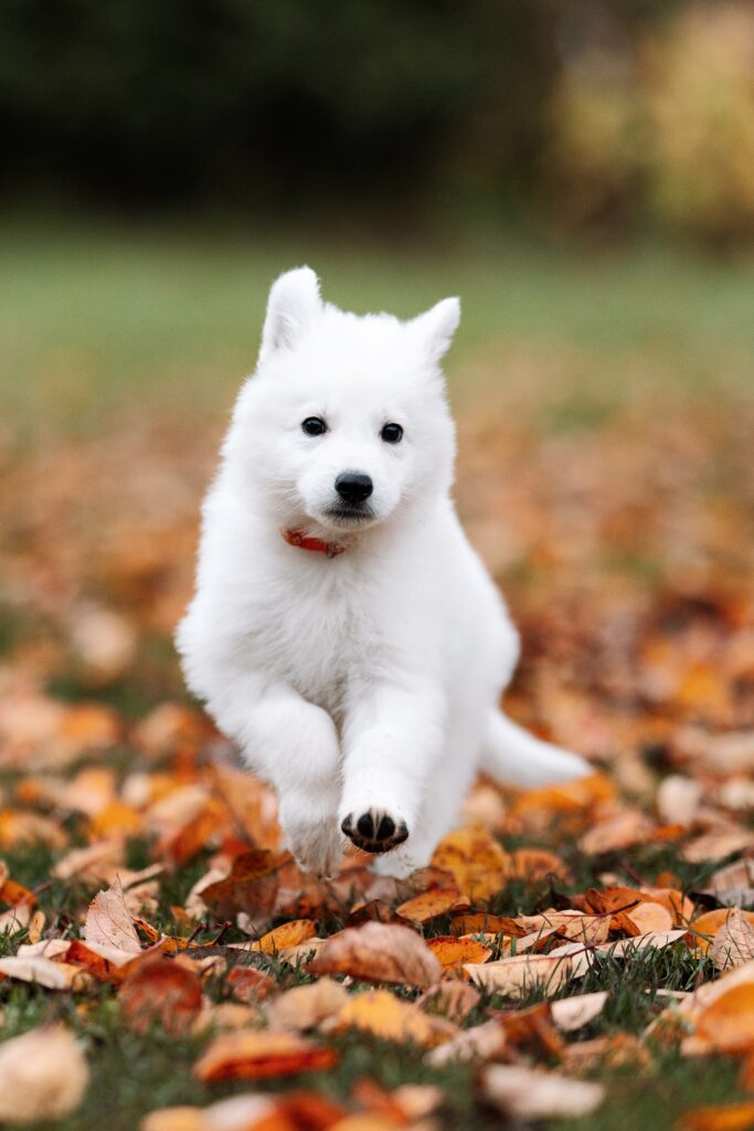 Estrellest White Kingdom Kaiser