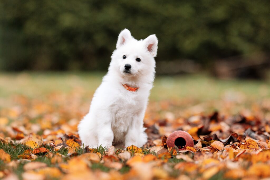 Estrellest White Kingdom Kaiser