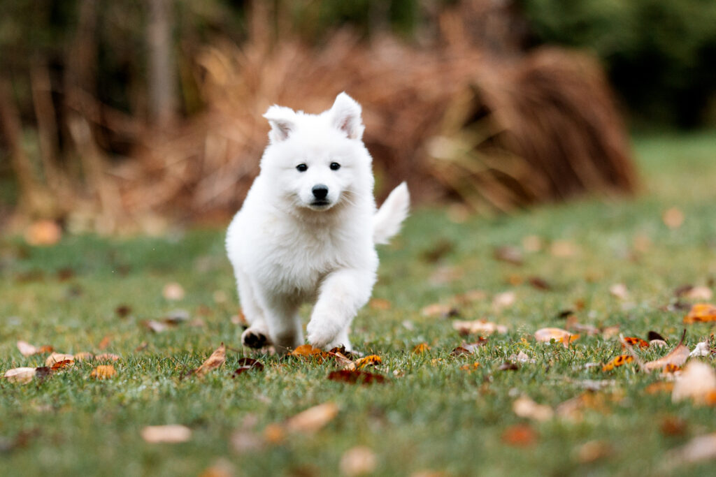 Estrellest White Kingdom Kaiser