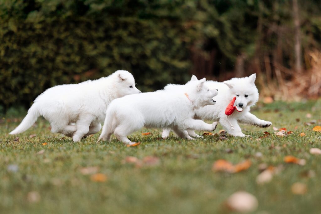 Estrellest White Kingdom Kaiser